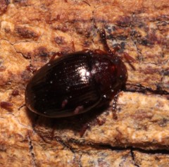 Scaphidema metallicum