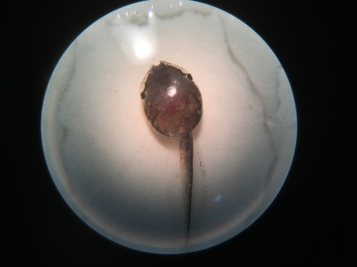 Hypopachus variolosus