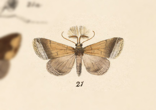 Rejectaria pharusalis