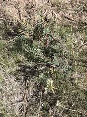 Astragalus curvicarpus