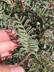 Astragalus curvicarpus