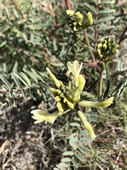 Astragalus curvicarpus