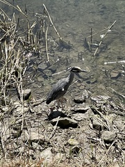 Nyctanassa violacea