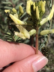Astragalus curvicarpus