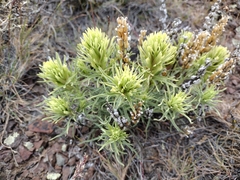 Castilleja thompsonii