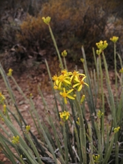 Senecio junceus