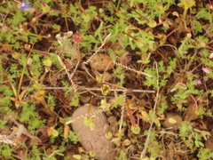Erodium brachycarpum