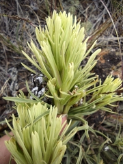 Castilleja thompsonii