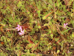 Erodium brachycarpum