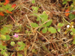 Erodium brachycarpum