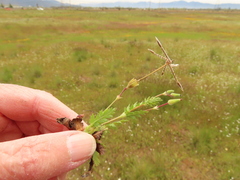 Erodium brachycarpum