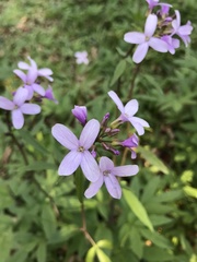 Cardamine bulbifera