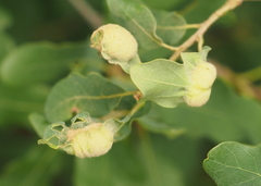 Neuroterus quercicola