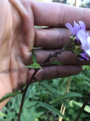 Cardamine bulbifera