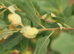 Neuroterus quercicola