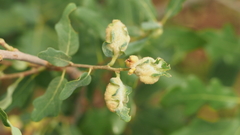 Neuroterus quercicola