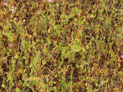 Erodium brachycarpum