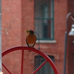 Turdus migratorius