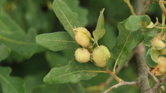 Neuroterus quercicola