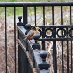 Turdus migratorius