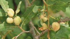 Neuroterus quercicola