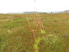 Erodium brachycarpum