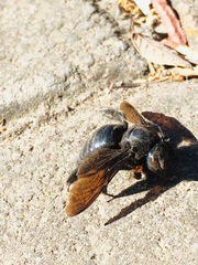 Xylocopa cyanea