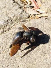 Xylocopa cyanea