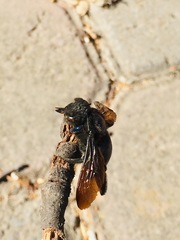 Xylocopa cyanea