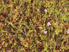 Erodium brachycarpum