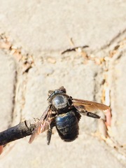 Xylocopa cyanea
