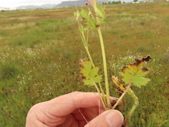 Erodium brachycarpum