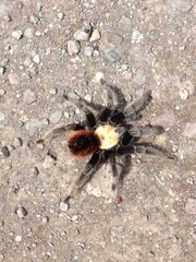 Brachypelma albiceps