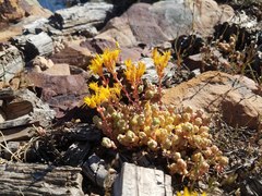 Sedum debile