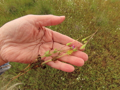 Erodium brachycarpum
