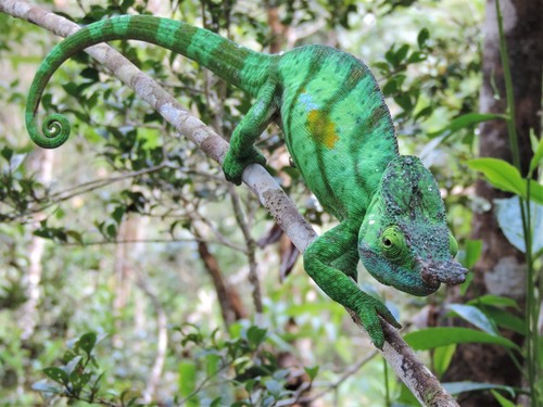 Parson’s chameleon, Calumma parsonii