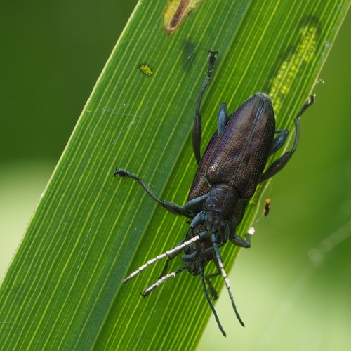 Depressed Aquatic Leaf Beetle, photo 3 of 10