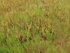 Erodium brachycarpum