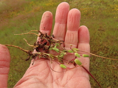 Erodium brachycarpum