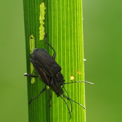 Donacia marginata