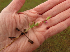Erodium brachycarpum
