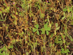 Erodium brachycarpum