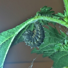 Vanessa atalanta atalanta