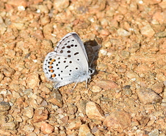 Pseudophilotes vicrama