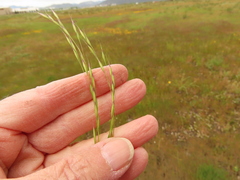 Deschampsia danthonioides