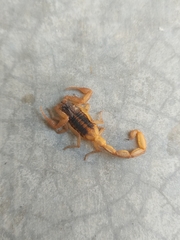 Centruroides ornatus