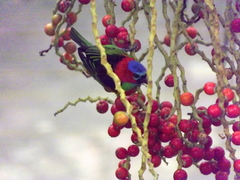 Tangara cyanocephala