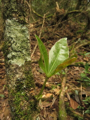 Cissus trianae