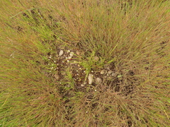 Deschampsia danthonioides