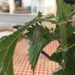 Vanessa atalanta atalanta